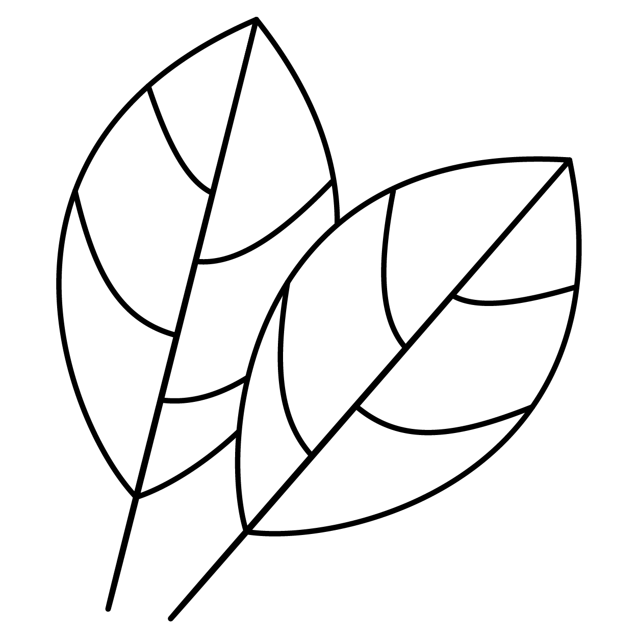 attached <p> bushy leaves</p>